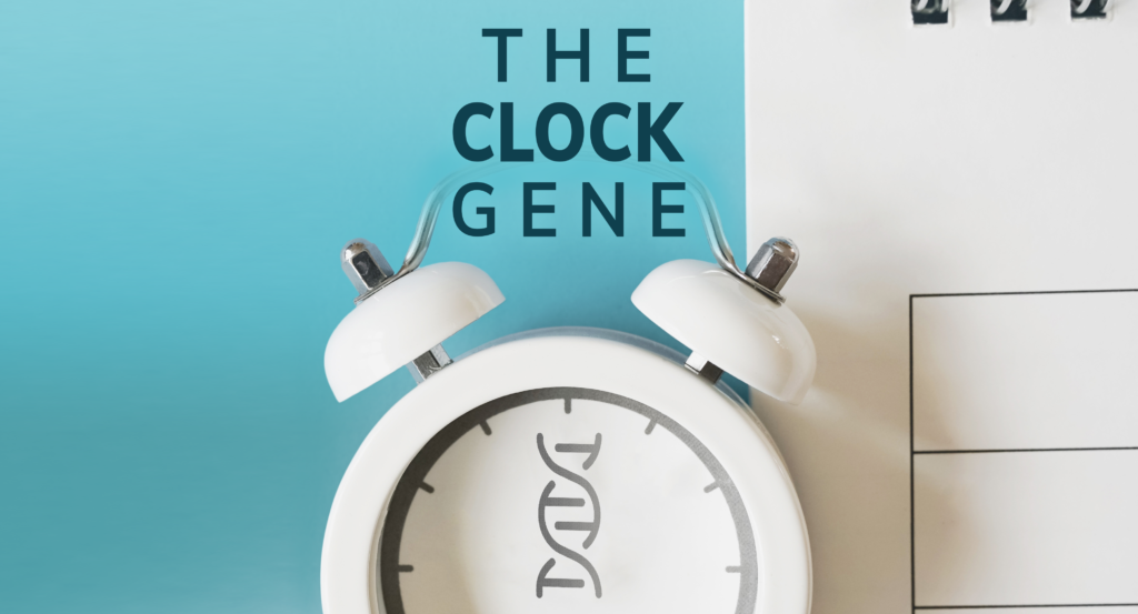 CLOCK Gene: Key to Circadian Rhythms and Sleep